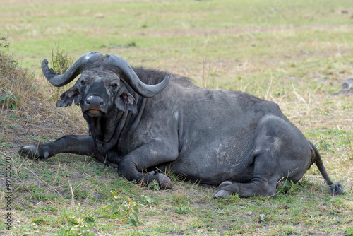 Cape Buffalo  Syncerus caffer  lying down on savanna  looking at camera  Serengeti national park  Tanzania.