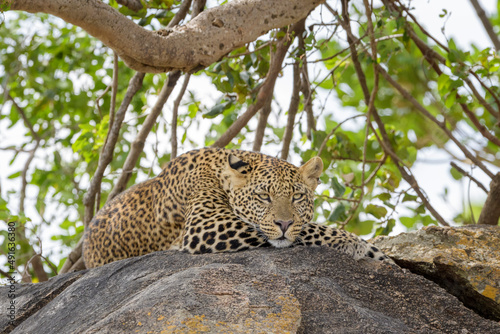 Leopard (Panthera pardus) lying down on a rock, looking at camera, Serengeti national park, Tanzania