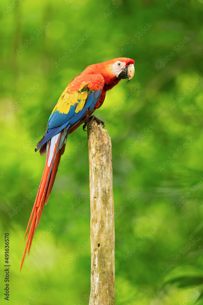 The scarlet macaw (Ara macao) is a large red, yellow, and blue Central and South American parrot, a member of a large group of Neotropical parrots called macaws.
