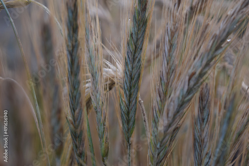 Wheat ears on a cloudy day