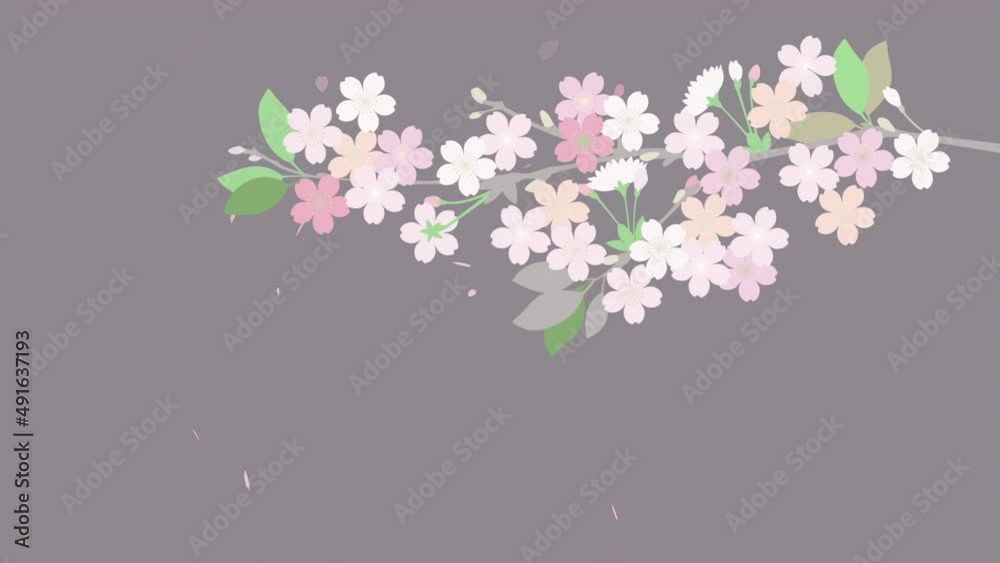 Cherry Blossom Sakura Petals.
The background is gray. Cherry Blossom Sakura Petals.
The background is gray.