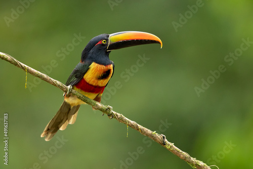 The fiery-billed aracari or fiery-billed araçari (Pteroglossus frantzii) is a toucan, a near-passerine bird. It breeds only on the Pacific slopes of southern Costa Rica and western Panama. photo