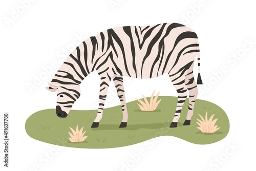 African zebra grazing  standing on grass. Wild striped animal eating. Savanna habitant. Tropical herbivore. Flat vector illustration isolated on white background
