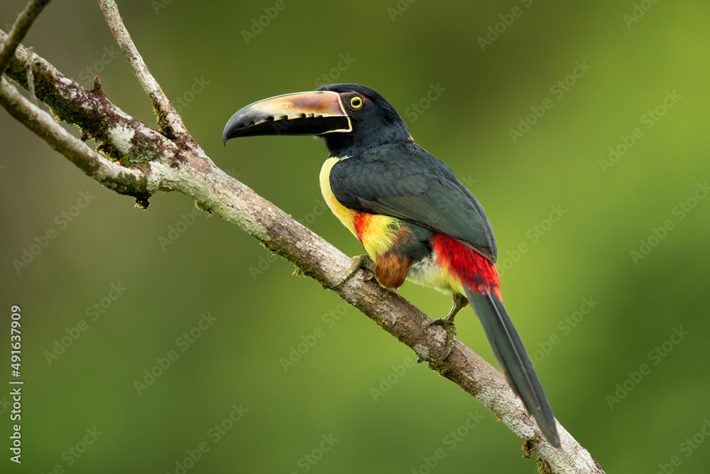 Obraz premium The collared aracari or collared araçari (Pteroglossus torquatus) is a toucan, a near-passerine bird. It breeds from southern Mexico (North America) to Panama; also Ecuador, Colombia, Venezuela 