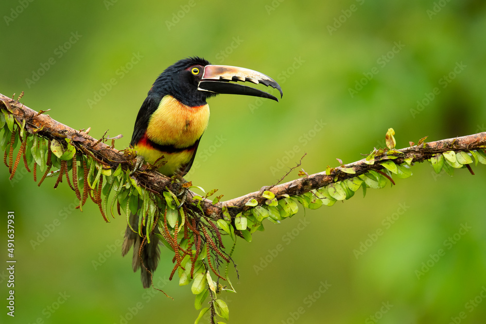 Fototapeta premium The collared aracari or collared araçari (Pteroglossus torquatus) is a toucan, a near-passerine bird. It breeds from southern Mexico (North America) to Panama; also Ecuador, Colombia, Venezuela 