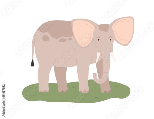 African elephant. Wild animal standing on grass. Exotic jungle mammal. Large tropical herbivore. Africa inhabitant. Flat vector illustration isolated on white background
