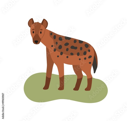 Hyena, wild African carnivore. Hyaena, savanna habitat. Crocuta with spotted ...