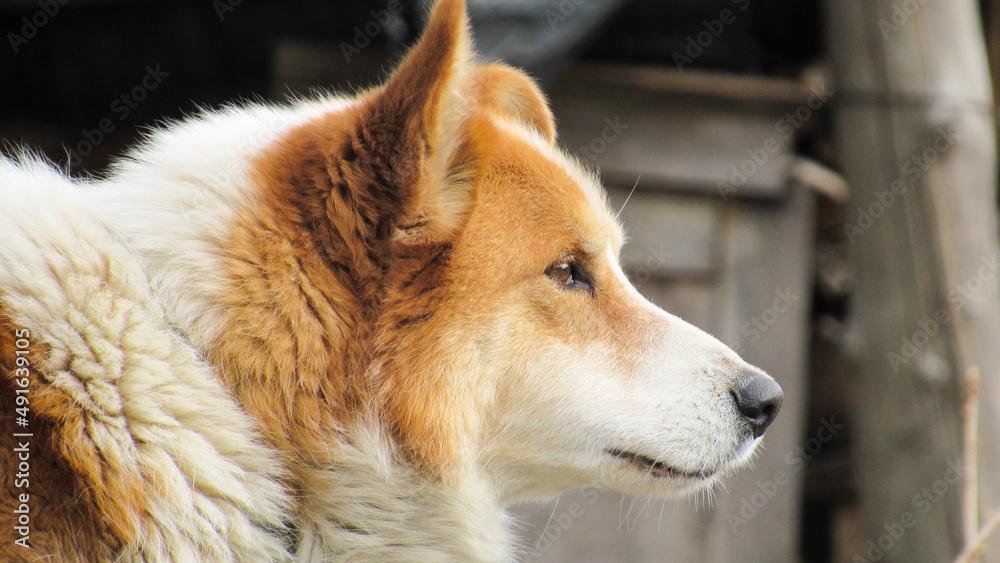 beautifull portrait of a red dog. Close-up photo of a dog