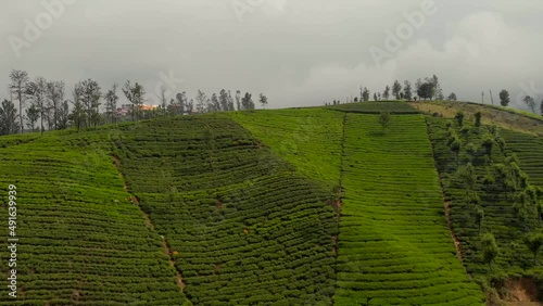 Drone ascending above a tea hill plantation in Ooty, Tamil Nadu, India on a cloudy day. photo