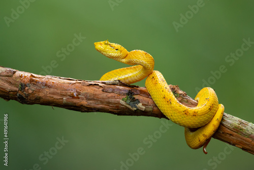Bothriechis supraciliaris, the blotched palm-pit viper, is a species of venomous snake in the family Viperidae. The species is endemic to Costa Rica