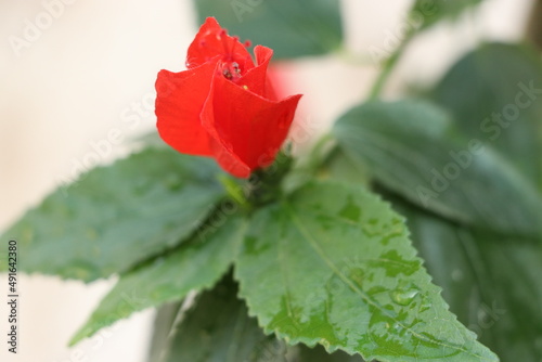 fresh red flower on plant with green leafs.