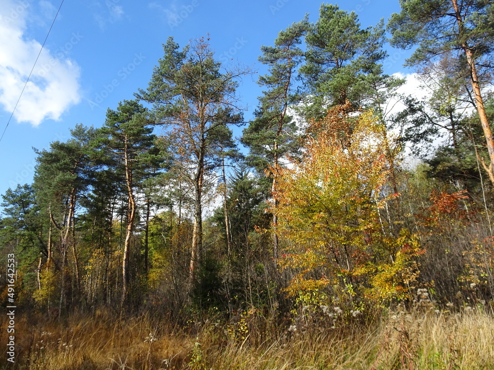Autumn in the forest