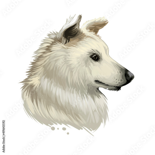 Cretan Hound, Kritikos Lagonikos, Kressa Kyon, Kritikos Ichnilatis dog digital art illustration isolated on white background. Greece origin hunting dog. Cute pet hand drawn portrait. Graphic clip art. photo