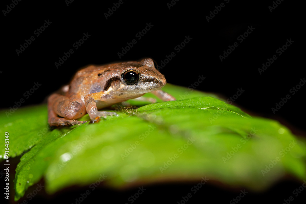 Obraz premium Craugastor stejnegerianus is a species of frog in the family Craugastoridae. It is found in Costa Rica and Panama. Its natural habitats are subtropical or tropical dry forests