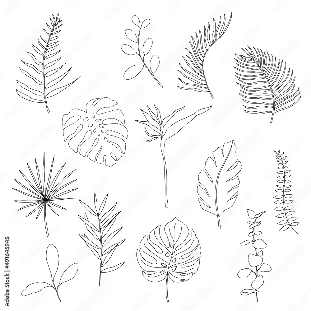 Big set of different exotic handdraw contour line tropical leaves. Vector isolated on white background.