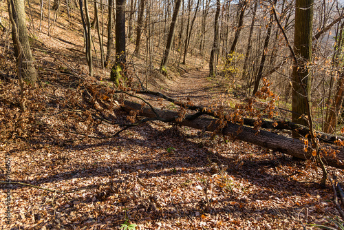 Fototapeta Naklejka Na Ścianę i Meble -  Fallen tree stump blocking the pathway in autumn. Broken tree in the autumn forest.