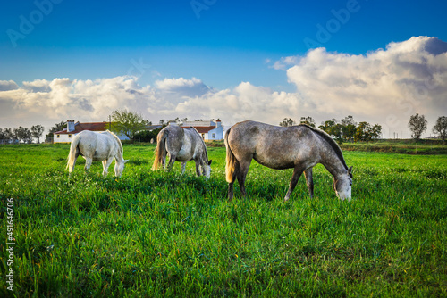 Horses at sunset in the prairie fields of Golega, Ribatejo - Portugal. Lusitan horses breed photo