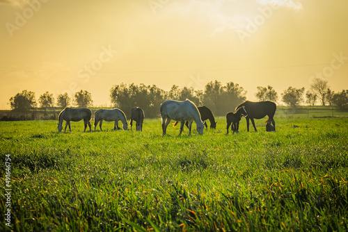 Horses at sunset in the prairie fields of Golega, Ribatejo - Portugal. Lusitan horses breed photo