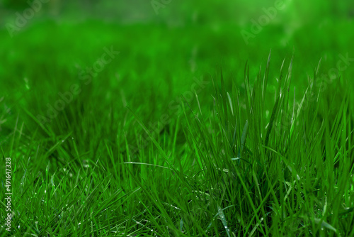 wet green grass in summer/spring in the forest ,Manila Grass, Close up, background or texture 