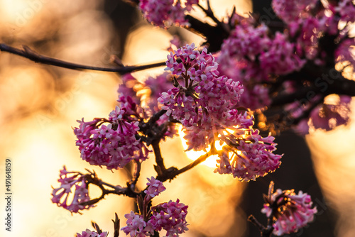 cherry blossom sunset, Japanese cherry and Sakura, Prunus serrulata 'Kanzan' or 'Sekiyama' Natural light. High quality photo, in early spring March day in botanical garden Romania