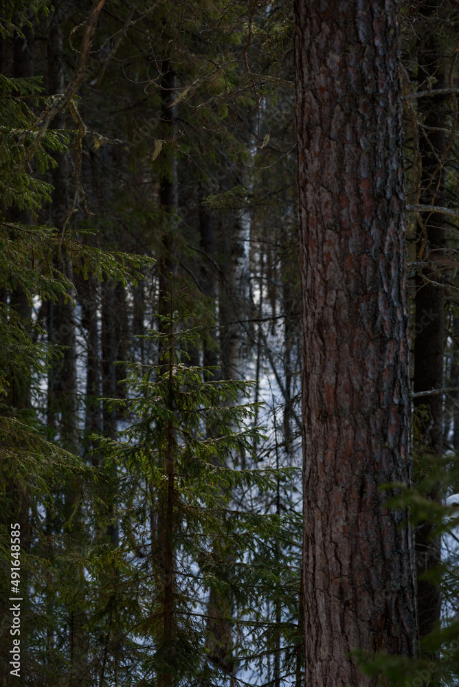 Fototapeta premium Spring forest in northern latitudes.