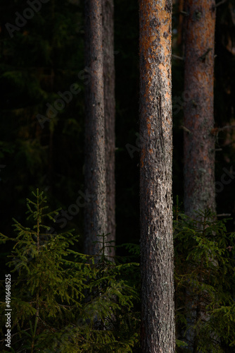 Spring forest in northern latitudes.