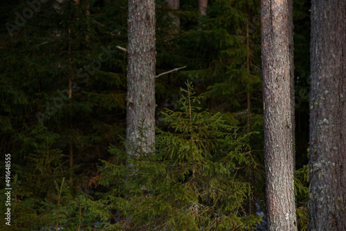 Spring forest in northern latitudes.