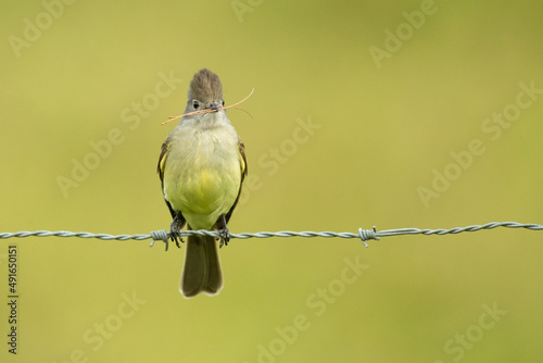 The yellow-bellied elaenia (Elaenia flavogaster) is a small bird of the tyrant flycatcher family. It breeds from southern Mexico and the Yucatán Peninsula through Central and South America photo