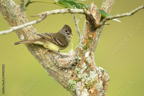 The yellow-bellied elaenia (Elaenia flavogaster) is a small bird of the tyrant flycatcher family. It breeds from southern Mexico and the Yucatán Peninsula through Central and South America photo
