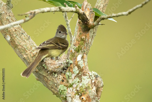 The yellow-bellied elaenia (Elaenia flavogaster) is a small bird of the tyrant flycatcher family. It breeds from southern Mexico and the Yucatán Peninsula through Central and South America photo