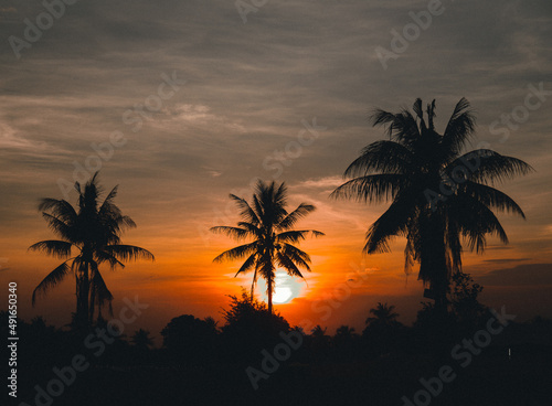 Palm trees at sunset © Mean