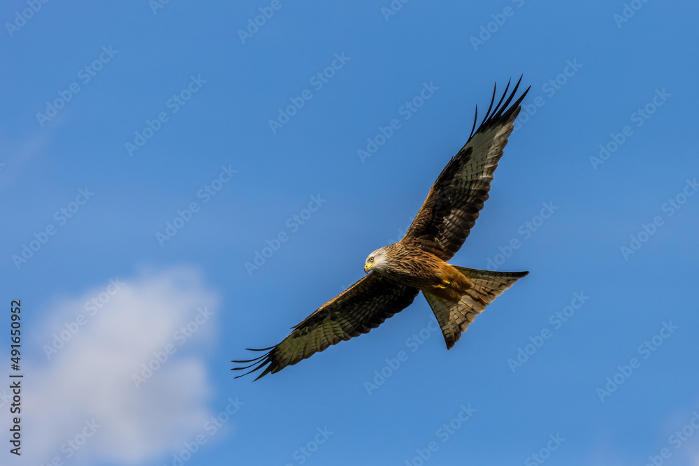 Red Kite (Milvus milvus)