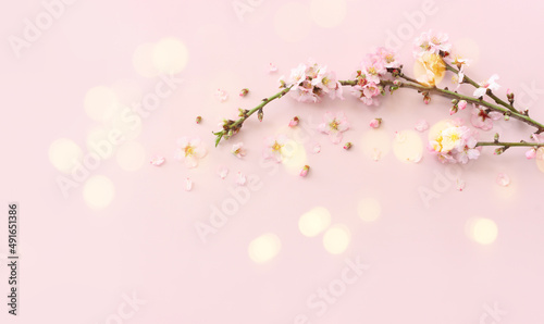 image of spring white cherry blossoms tree over pink pastel background