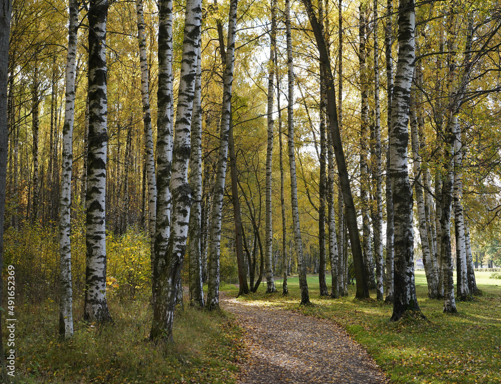 Obraz premium autumn birch trees in the forest