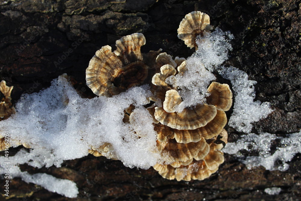 Turkey tail mushrooms on a log with snow at Linne Woods in Morton Grove, Illinois Turkey tail mushrooms on a log with snow at Linne Woods in Morton Grove, Illinois