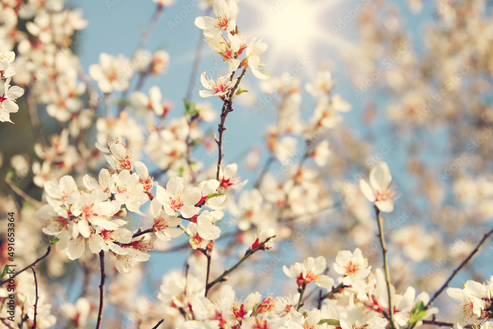 background of spring cherry blossoms tree. selective focus background of spring cherry blossoms tree. selective focus
