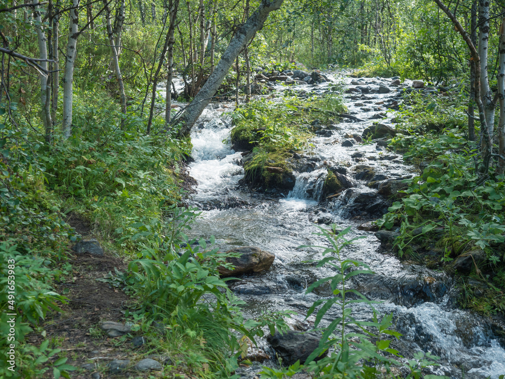 Wild birch tree forest with rapid stream of creek with moss and stones. Northern summer landscape in Swedish Lapland at Padjelantaleden hiking trail. Wild birch tree forest with rapid stream of creek with moss and stones. Northern summer landscape in Swedish Lapland at Padjelantaleden hiking trail.