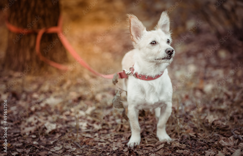 Cute dog with big ears tied by a leash to a tree in an autumn forest or park. Pet dog is waiting for the owner