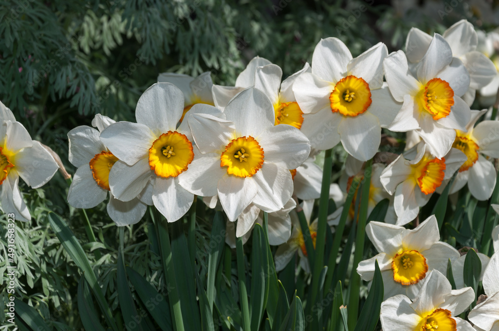 white and yellow daffodils