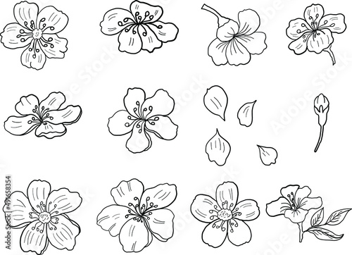 Branch of Cherry blossom on white.Vector illustration Sakura Flower,Nice Peach blossom isolated vector.Japanese floral.Nature background with blossom branch of sakura flower vector.Gold line apricot.