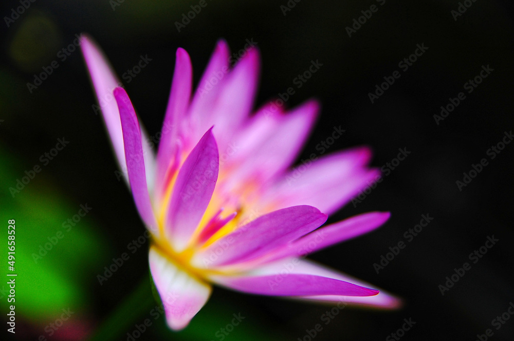 pink lotus flower