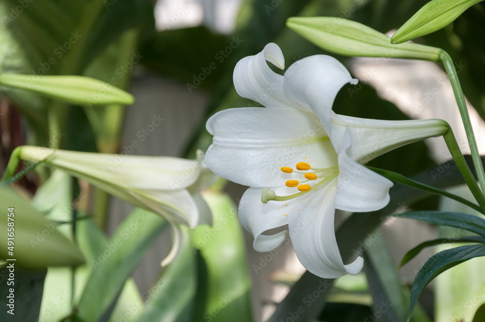 Lilium longiflorum called the Easter Lily with buds (partly lit with artificial light) Stock