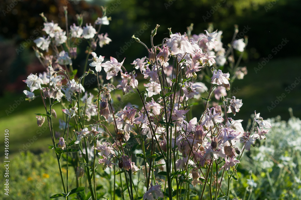 columbine flowers in the garden columbine flowers in the garden