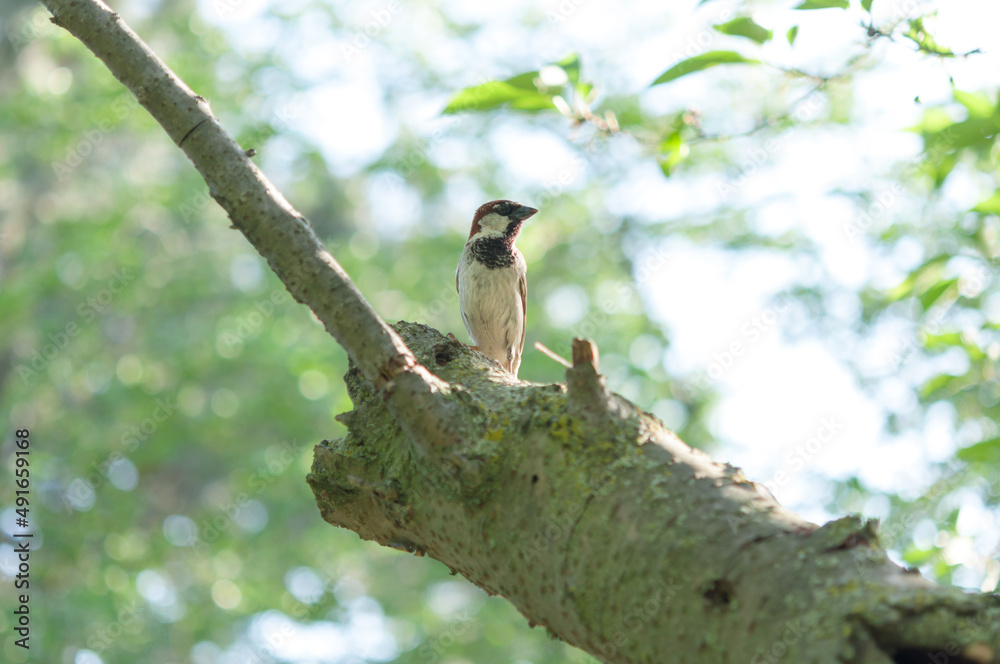 Obraz premium sparrow on a tree branch