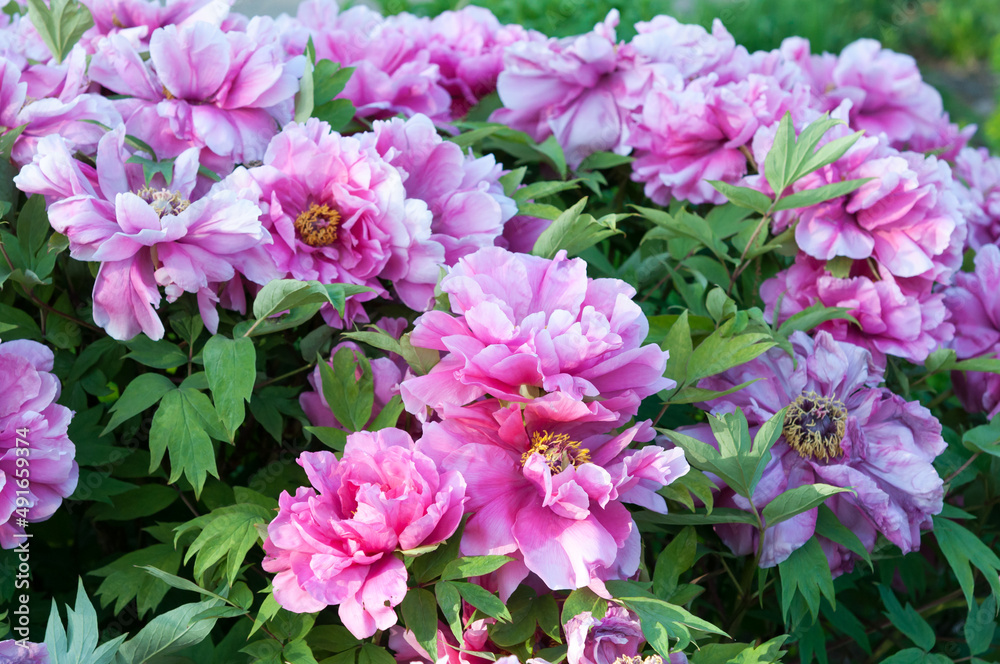Paeonia × suffruticosa or multiple deep pink blossoms of the tree peony Paeonia × suffruticosa or multiple deep pink blossoms of the tree peony