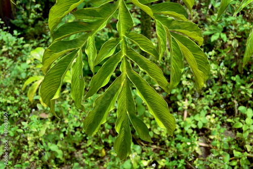 Amorphophallus paeoniifolius leaf in the garden