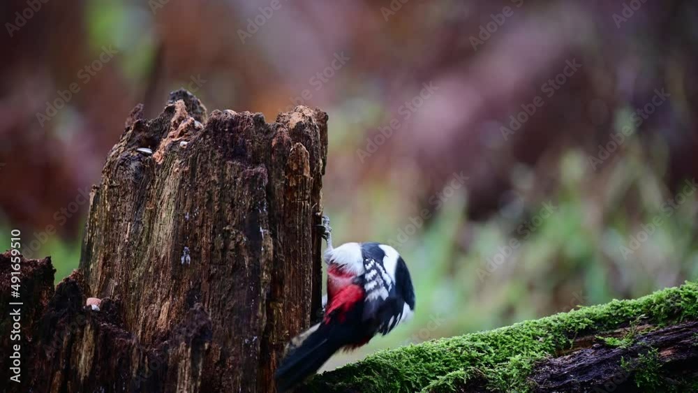Great spotted woodpecker looking for food on dead wood with pheasant in the background, december, north rhine westphalia, (dendrocopos major), germany Great spotted woodpecker looking for food on dead wood with pheasant in the background, december, north rhine westphalia, (dendrocopos major), germany