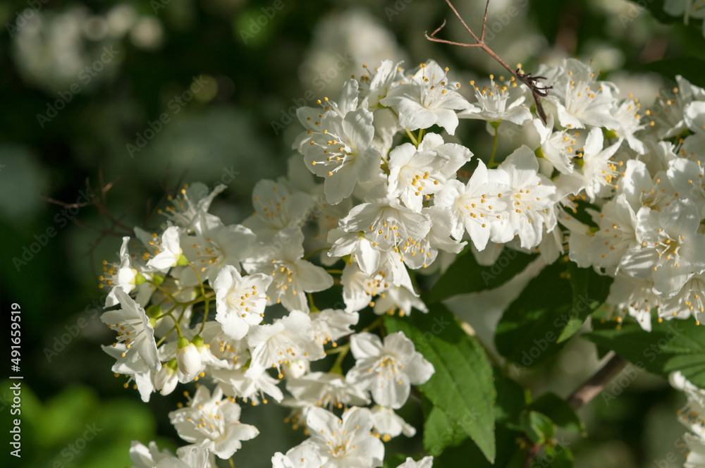 white flowers in the garden white flowers in the garden