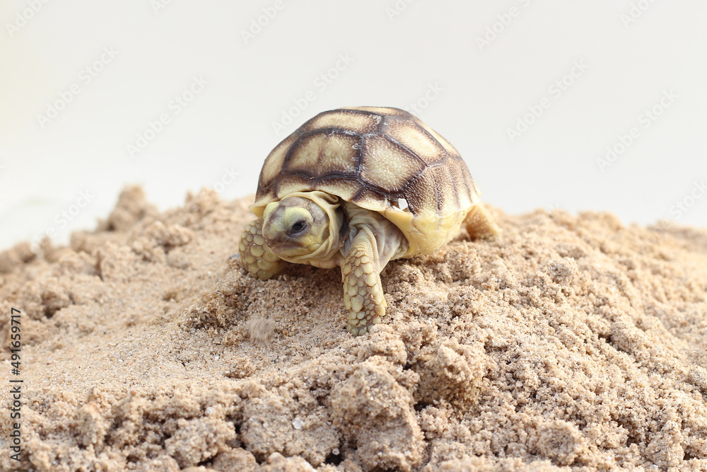 Obraz premium Africa spurred tortoise being born, Tortoise Hatching from Egg, Cute portrait of baby tortoise hatching, Birth of new life,Natural Habitat 