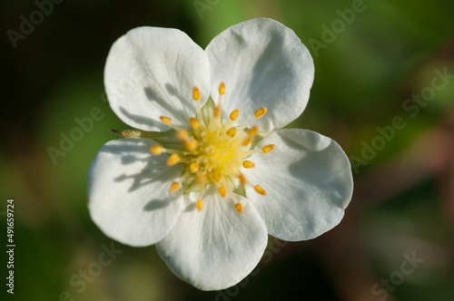 white flower in the sun © eugen